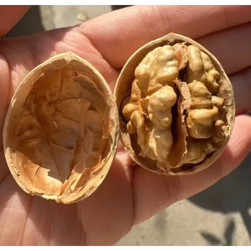 kağıt kabuk ceviz taze