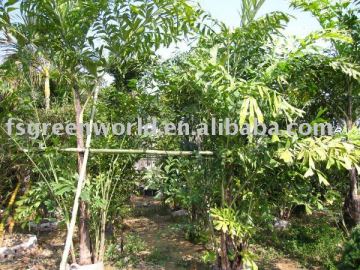caryota mitis indoor and outdoor palm