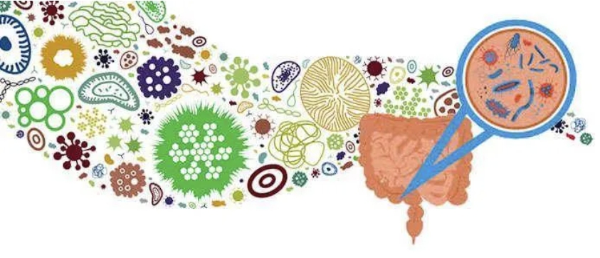100billion Inhibit Oral Bacteria Lactobacillus Salivarius