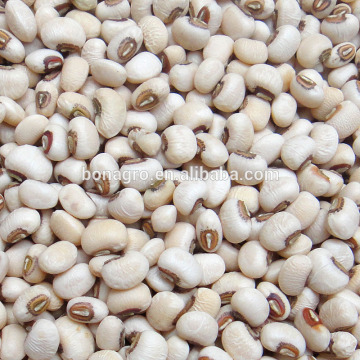 white black eyed cowpea/bean