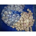 Fresh Garlic Loose Packing