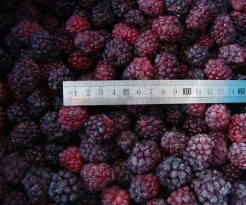 IQF Blackberry