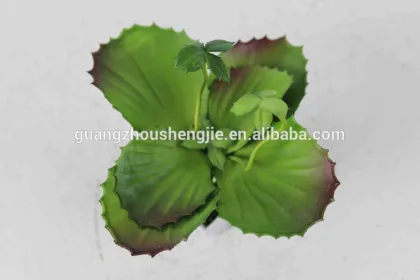 CHY040923 Wholesale cactus plant/indoor decoration plant/mini cactus