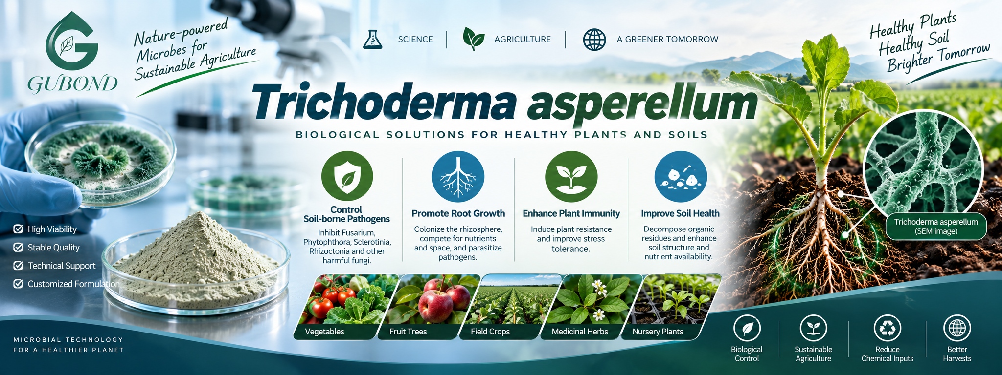 Trichoderma asperellum