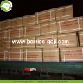 Factory Supply Fruit Natural Mechanical Dried Goji Berries