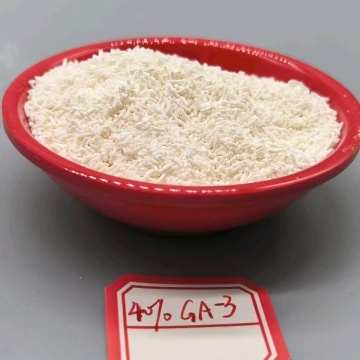 กรดจิบเบอเรลลิก (GA3) ผงละลายน้ำได้ 40%