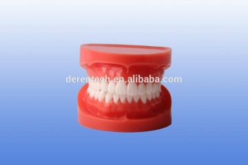 Standard dental model , orthodontic model