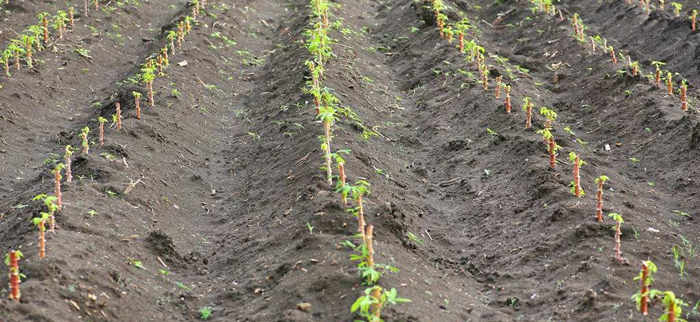 cassava direct insertion cassava direct insertion