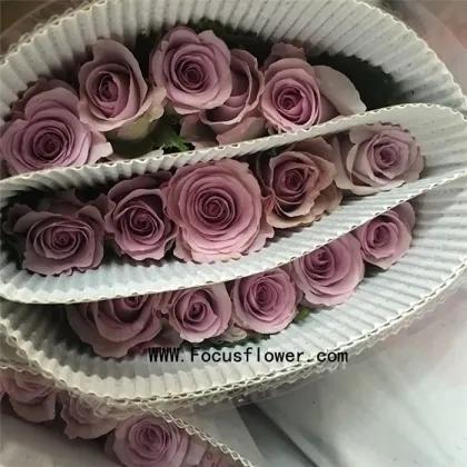 Yunnan China Fresh Cut Rose Direct Farm Supply