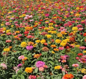 Mooie Zinnia-bloemenverkoop