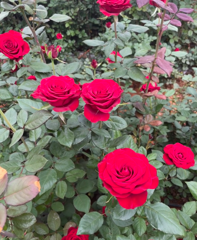 Red Rose