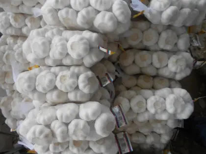 Normal white garlic whole garlic