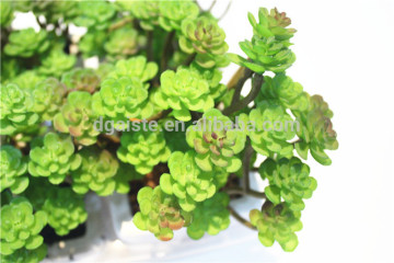 Home garden decoration jungle 11cm Height cyan with purple succulent plants cactus EDRZW05 2873