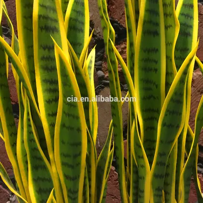 Hot sale artificial variegated mother in laws tongue, snake plant in pot