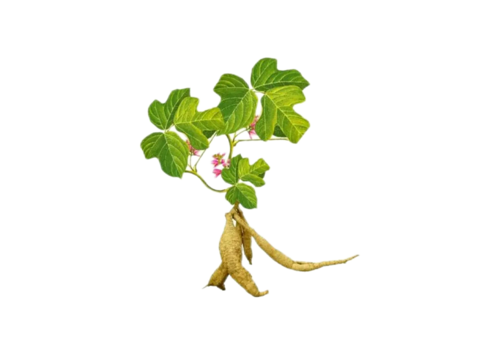 Siberian Ginseng