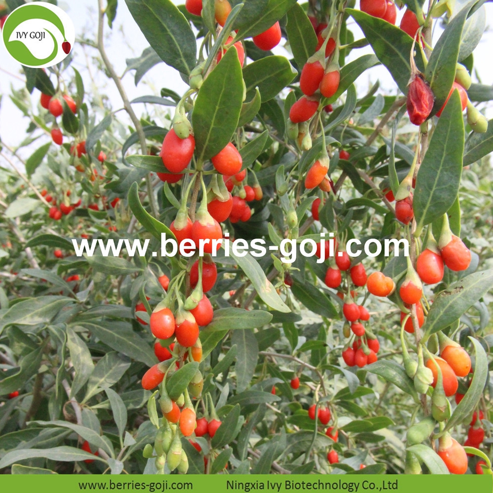 goji berry