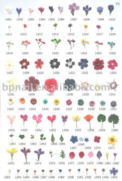Dry Flower Set for nail art