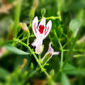 Andrographis Paniculata Extracto Andrographolide 50% 98%