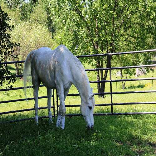 Cerca de caballo de gran altura flexible para la granja