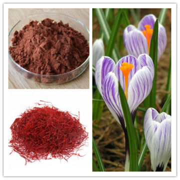 100% Natural Saffron Crocus Extract Crocin and Safranal