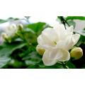 Grade A Jasmine Hydrosol Natural Plant Extract Undiluted