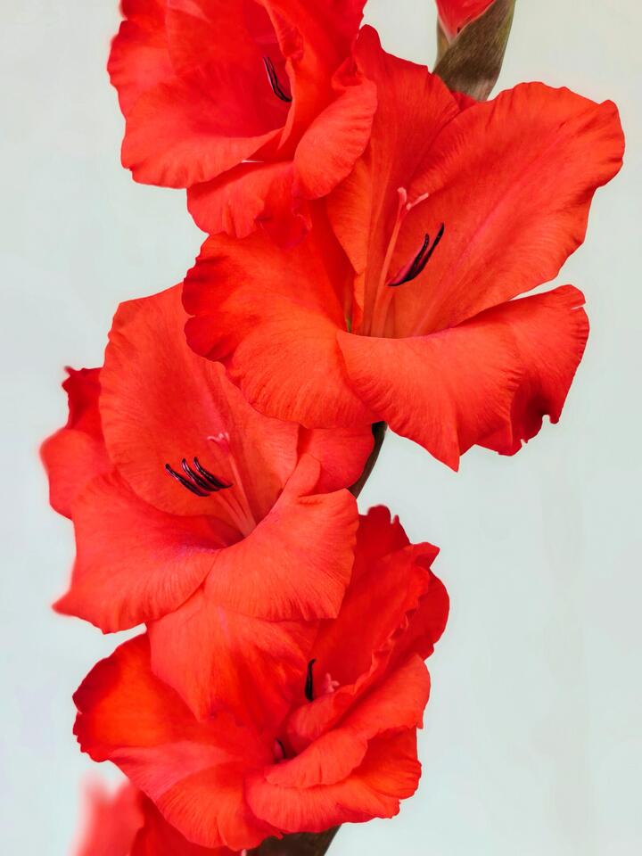 Red Gladiolus