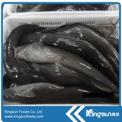Frozen catfish WR