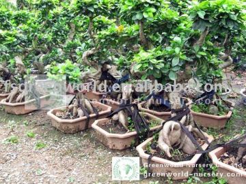 Ficus microcarpa bonsai small cliff shape