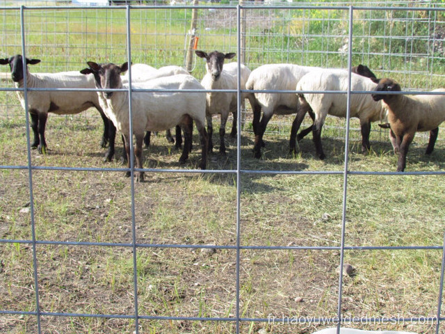 Mesh de soudage par fil galvanisé à chaud