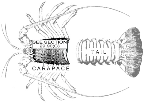 lobster measurement photo