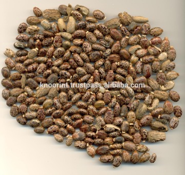 Castor Seeds