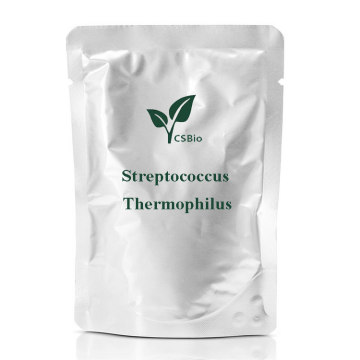 Polvere di probiotici di Streptococcus thermophilus