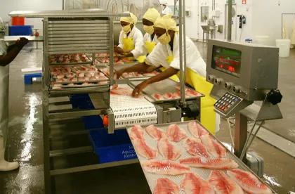 Nile Perch fish fillets