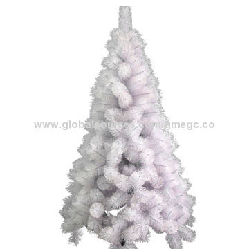 White flowering pine needles tree