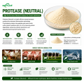 Neutral Protease Enzyme for Protein Hydrolysis Amino Release