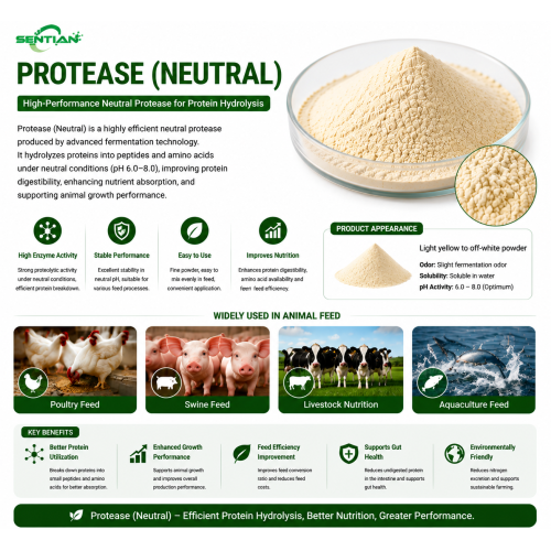 Neutral Protease Enzyme for Protein Hydrolysis Amino Release