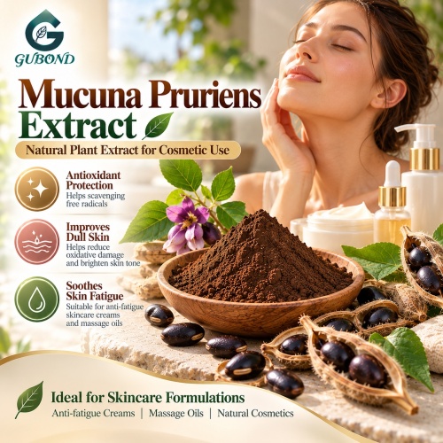 مستخلص Mucuna Pruriens مع 15%-99% L-Dopa للمكملات الغذائية وتطوير التركيبة