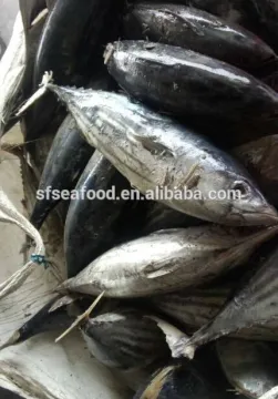Frozen Skipjack Tuna Whole Round