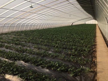 Single Slope Sunlight Film/Polycarbonate Greenhouse
