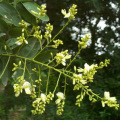 Natürlicher Genista Tinctoria Extrakt Pulver Genistein Pulver