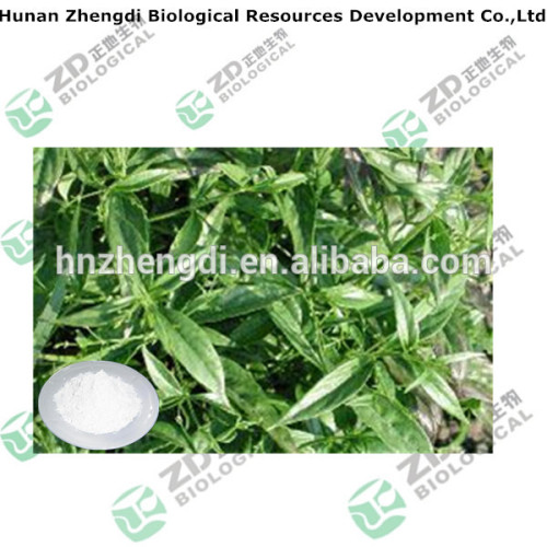 bulk powdered herbal extracts andrographis paniculata extract Andrographolide much in stock