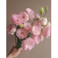 ইউনান পাইকারি তাজা কাটা ফুল গোলাপী Lisianthus