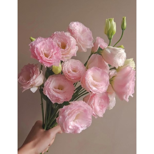 ইউনান পাইকারি তাজা কাটা ফুল গোলাপী Lisianthus