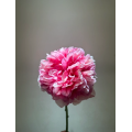বিলাসবহুল কমান্ড কর্মক্ষমতা Peony