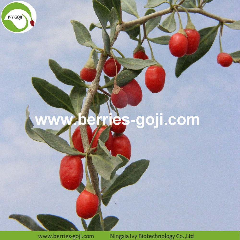 organic goji berry