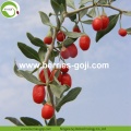 Factory Super Food Dried Best Goji Berries