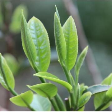 中国の緑茶エッセンシャルオイル