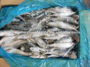 Good quality frozen sardine WR