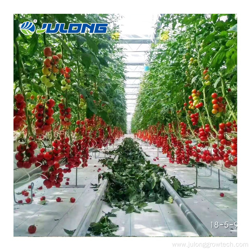 Galvanized steel frame film greenhouse for tomato