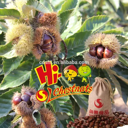 Wholesale Chestnut Fresh Chinese chestnut